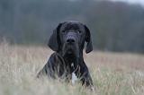 DOGUE ALLEMAND 703